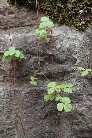 Fragaria vesca \ Wald-Erdbeere / Wild Strawberry, D Heidelberg 22.9.2017