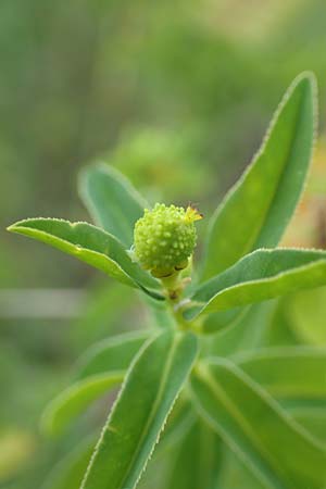 Euphorbia verrucosa \ Warzen-Wolfsmilch / Warty Spurge, D Blaubeuren 27.6.2018