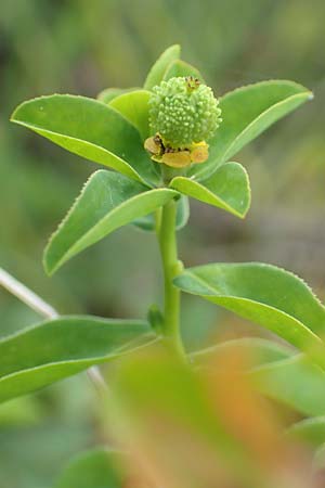 Euphorbia verrucosa \ Warzen-Wolfsmilch / Warty Spurge, D Blaubeuren 27.6.2018