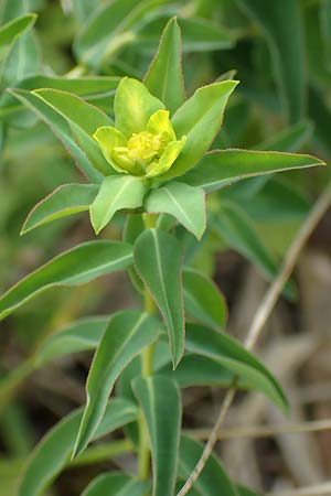 Euphorbia verrucosa \ Warzen-Wolfsmilch / Warty Spurge, D Blaubeuren 27.6.2018
