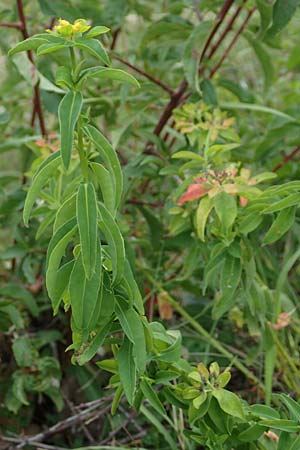 Euphorbia verrucosa \ Warzen-Wolfsmilch / Warty Spurge, D Blaubeuren 27.6.2018