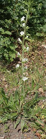 Echium vulgare \ Gemeiner Natternkopf / Viper's Bugloss, D Bochum 23.5.2019