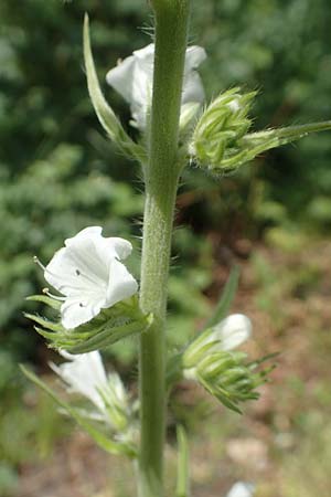 Echium vulgare \ Gemeiner Natternkopf / Viper's Bugloss, D Bochum 23.5.2019