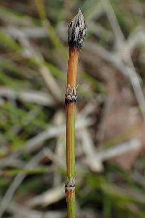 Equisetum variegatum \ Bunter Schachtelhalm / Variegated Horsetail, D Hagen 11.6.2020