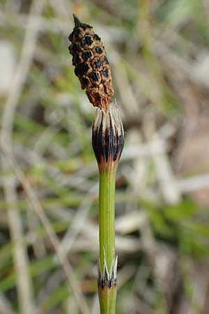Equisetum x trachyodon \ Rauz�hniger Schachtelhalm / Mackay's Horsetail, D Hagen 11.6.2020
