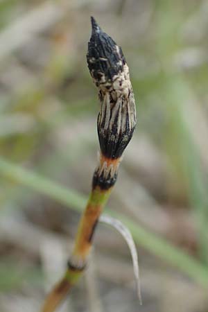 Equisetum x trachyodon \ Rauz�hniger Schachtelhalm / Mackay's Horsetail, D Hagen 11.6.2020