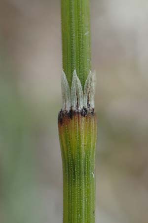 Equisetum variegatum \ Bunter Schachtelhalm / Variegated Horsetail, D Hagen 11.6.2020