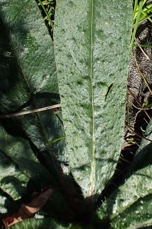 Echium vulgare \ Gemeiner Natternkopf / Viper's Bugloss, D Ludwigshafen 11.10.2020