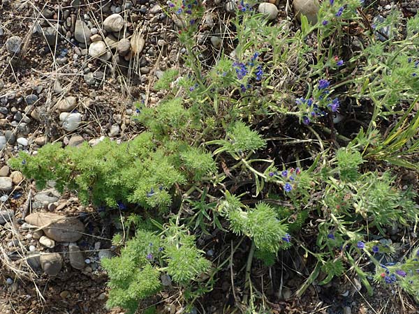 Echium vulgare \ Gemeiner Natternkopf / Viper's Bugloss, D Rheinstetten-Silberstreifen 23.7.2022