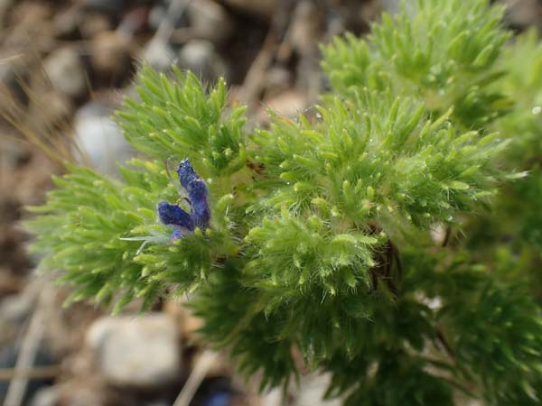 Echium vulgare \ Gemeiner Natternkopf / Viper's Bugloss, D Rheinstetten-Silberstreifen 23.7.2022