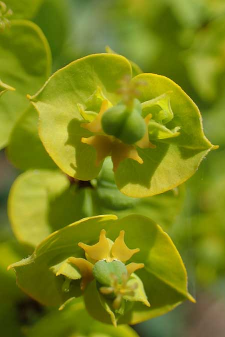 Euphorbia virgata \ Ruten-Wolfsmilch, Rutenf�rmige Wolfsmilch / Leafy Spurge, D Sachsen-Anhalt, K&ouml;nnern 17.6.2023