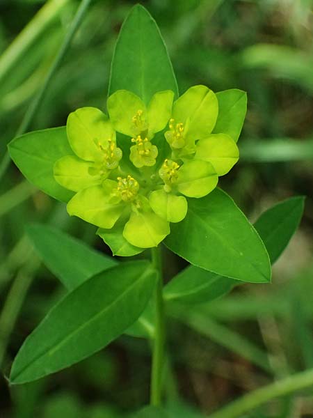 Euphorbia verrucosa \ Warzen-Wolfsmilch / Warty Spurge, D G&uuml;nzburg 24.5.2025