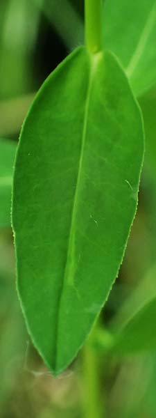 Euphorbia verrucosa \ Warzen-Wolfsmilch / Warty Spurge, D G&uuml;nzburg 24.5.2025