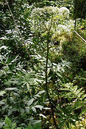 Angelica sylvestris \ Wald-Engelwurz, Gew�hnliche Engelwurz / Wild Angelica, D Beuron 26.7.2015