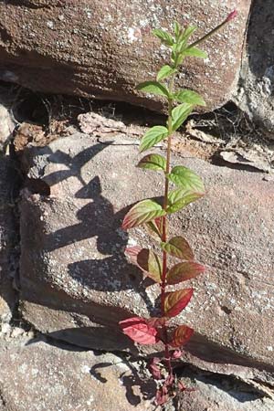 Epilobium roseum \ Rosenrotes Weidenr�schen / Pale Willowherb, D Heidelberg 18.7.2016