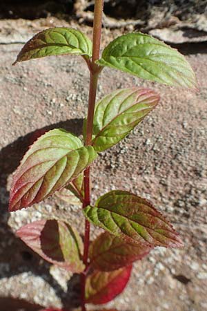 Epilobium roseum \ Rosenrotes Weidenr�schen / Pale Willowherb, D Heidelberg 18.7.2016