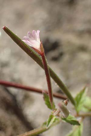 Epilobium roseum \ Rosenrotes Weidenr�schen / Pale Willowherb, D Heidelberg 18.7.2016