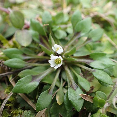 Draba strigosula \ Feingestreiftes Hungerbl�mchen / Fine-Striated Whitlowgrass, D Frankfurt-Niederrad 2.3.2019