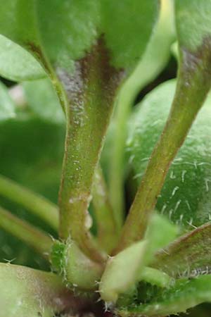 Draba strigosula \ Feingestreiftes Hungerbl�mchen / Fine-Striated Whitlowgrass, D Frankfurt-Niederrad 2.3.2019
