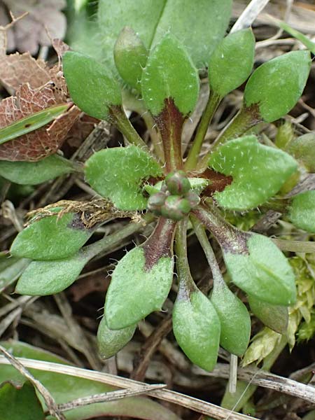 Draba strigosula \ Feingestreiftes Hungerbl�mchen / Fine-Striated Whitlowgrass, D Frankfurt-Niederrad 2.3.2019