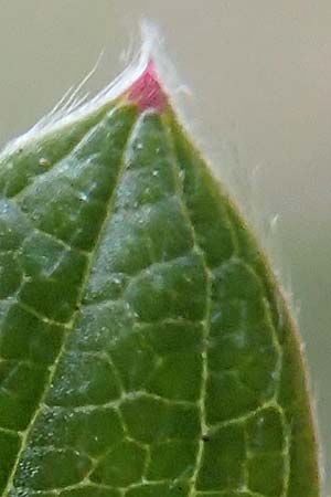 Fragaria vesca \ Wald-Erdbeere / Wild Strawberry, D R&uuml;sselsheim 5.10.2019