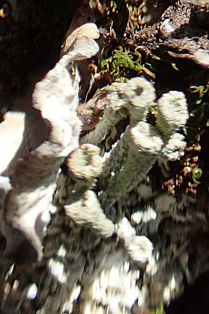 Cladonia spec4 ? \ Flechte, D Odenwald, M&ouml;rlenbach 24.6.2020