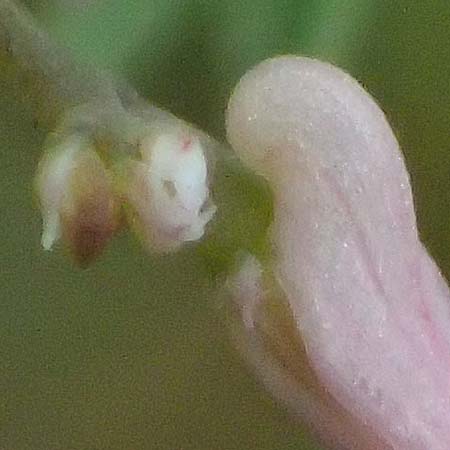 Fumaria vaillantii \ Blasser Erdrauch / Few-Flowered Fumitory, D Wiesloch 3.6.2025