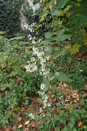 Fallopia baldschuanica \ Asiatischer Schlingkn�terich, Schling-Fl�gelkn�terich / Russian Vine, D Mannheim 12.11.2015