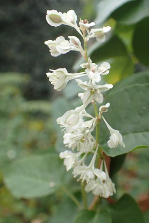 Fallopia baldschuanica \ Asiatischer Schlingkn�terich, Schling-Fl�gelkn�terich / Russian Vine, D Mannheim 12.11.2015