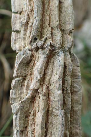 Acer campestre \ Feld-Ahorn / Field Maple, D Fridingen 26.6.2018