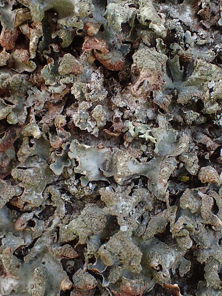 Melanohalea laciniatula ? \ Braunblattflechte, D Bochum 9.8.2021