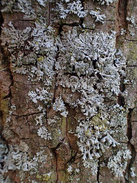 Hyperphyscia adglutinata \ Anliegende Schwielenflechte / Grainy Schadow-Crust Lichen, D D&uuml;sseldorf 11.3.2022