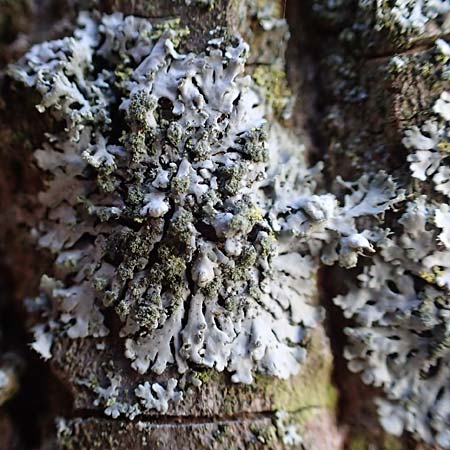 Hyperphyscia adglutinata \ Anliegende Schwielenflechte / Grainy Schadow-Crust Lichen, D D&uuml;sseldorf 11.3.2022