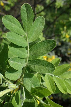 Caragana arborescens \ Gemeiner Erbsenstrauch / Siberian Pea-Tree, D Mannheim 28.3.2022