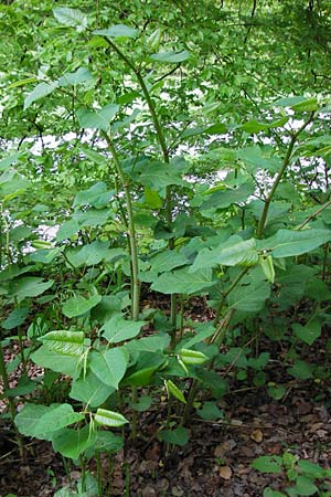 Fallopia x bohemica \ Hybrid-Stauden-Kn�terich / Hybrid Knodweed, D Schriesheim-Altenbach 7.5.2015