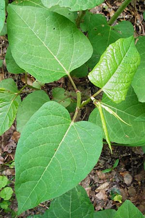 Fallopia x bohemica \ Hybrid-Stauden-Kn�terich / Hybrid Knodweed, D Schriesheim-Altenbach 7.5.2015