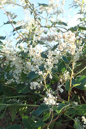Fallopia baldschuanica \ Asiatischer Schlingkn�terich, Schling-Fl�gelkn�terich / Russian Vine, D Viernheim 29.9.2016