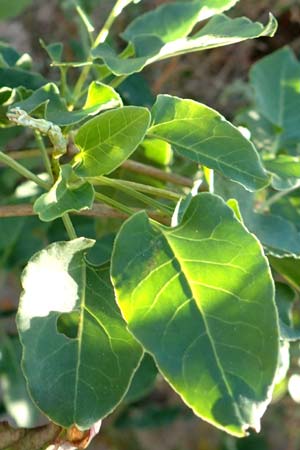 Fallopia baldschuanica \ Asiatischer Schlingkn�terich, Schling-Fl�gelkn�terich / Russian Vine, D Viernheim 29.9.2016