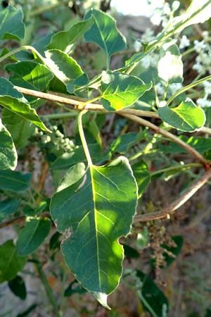 Fallopia baldschuanica \ Asiatischer Schlingkn�terich, Schling-Fl�gelkn�terich / Russian Vine, D Viernheim 29.9.2016