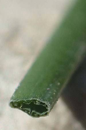 Festuca brevipila \ Raubl�ttriger Schaf-Schwingel / Hard Fescue, D Erlenbach am Main 21.5.2017