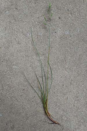 Festuca brevipila \ Raubl�ttriger Schaf-Schwingel / Hard Fescue, D Erlenbach am Main 21.5.2017