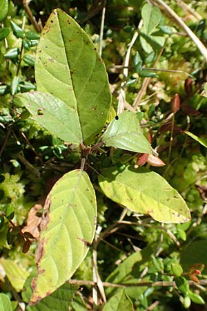 Frangula alnus \ Faulbaum / Alder Buckthorn, D Olfen 19.8.2017