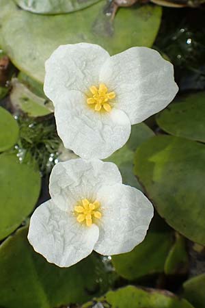 Hydrocharis morsus-ranae \ Froschbiss / Frogbit, D Kaiserslautern 19.8.2020