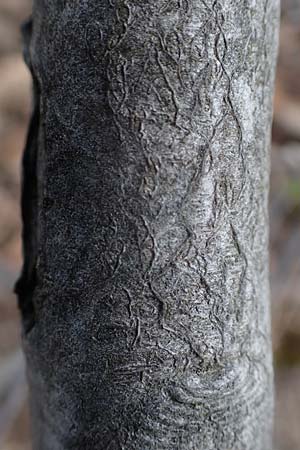 Amelanchier ovalis \ Gew�hnliche Felsenbirne / European Service Berry, D Bad Kreuznach 20.4.2021