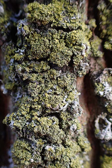 Candelariella reflexa \ Gr�ne K�rnchenflechte, D D&uuml;sseldorf 11.3.2022