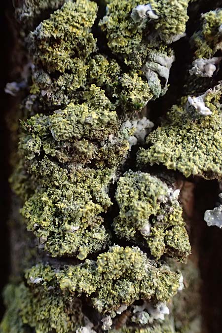 Candelariella reflexa \ Gr�ne K�rnchenflechte, D D&uuml;sseldorf 11.3.2022