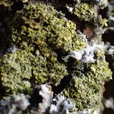 Candelariella reflexa \ Gr�ne K�rnchenflechte, D D&uuml;sseldorf 11.3.2022