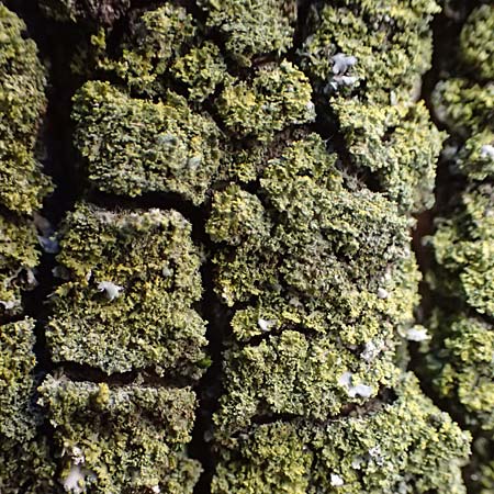 Candelariella reflexa \ Gr�ne K�rnchenflechte, D D&uuml;sseldorf 11.3.2022