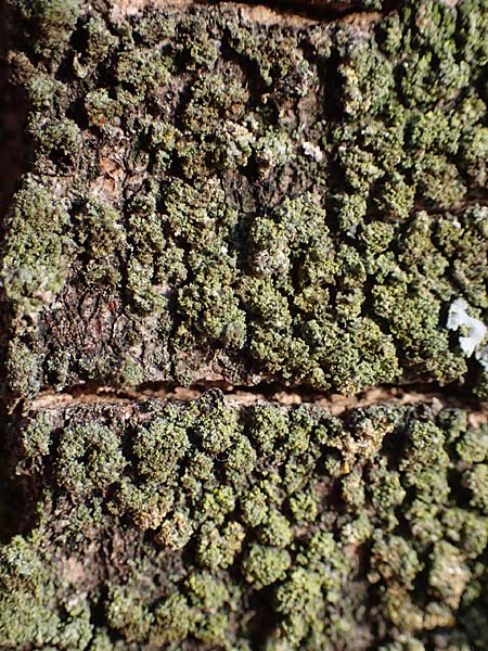 Candelariella reflexa \ Gr�ne K�rnchenflechte, D D&uuml;sseldorf 11.3.2022