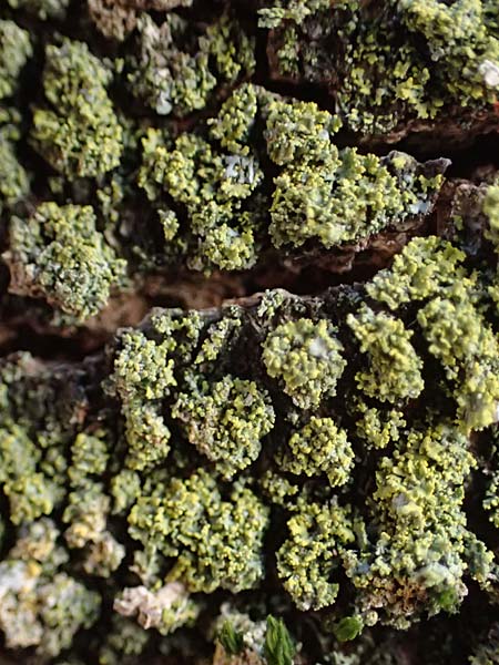 Candelariella reflexa \ Gr�ne K�rnchenflechte, D D&uuml;sseldorf 11.3.2022
